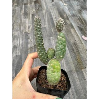 Xương rồng Tephrocactus Họ hàng nhà trứng rồng , mỗi tội dài hơn