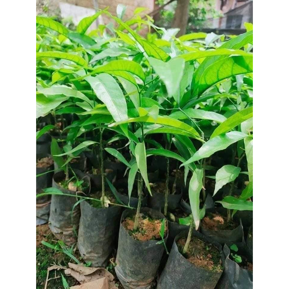 COMBO 10 CÂY GIỐNG RAU SẮNG ( CÂY NGÓT RỪNG )