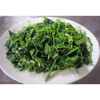 COMBO 10 CÂY GIỐNG RAU SẮNG ( CÂY NGÓT RỪNG )