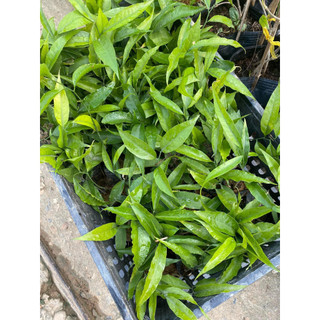 COMBO 10 CÂY GIỐNG RAU SẮNG ( CÂY NGÓT RỪNG )