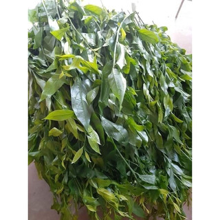 COMBO 10 CÂY GIỐNG RAU SẮNG ( CÂY NGÓT RỪNG )