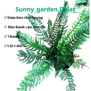 Chậu mềm Dương xỉ cánh tiên, khoẻ đẹp đang phát triển tốt