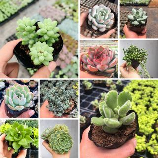 Sen đá bầu giá rẻ để bàn decor coco forest đa dạng mẫu được chọn size 5-7cm - b01