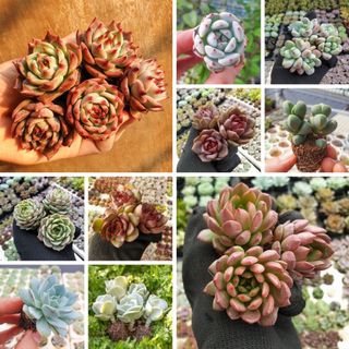 Sen Đá Mini Giá Rẻ Để Bàn Decor Sen Đá Vỉ Được Chọn Mẫu Cute Coco Ferest - MN02