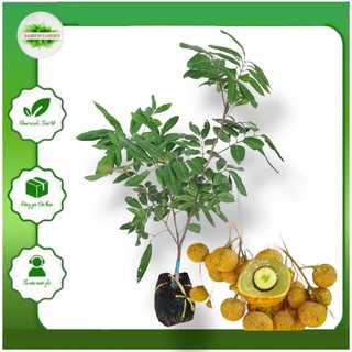 Cây giống nhãn long phụng châu trái siêu to, cơm dày hạt tiêu, trồng chậu