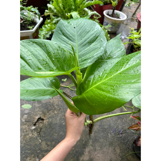 combo 5 dây trầu bà lá siêu to (trầu ông vàng)