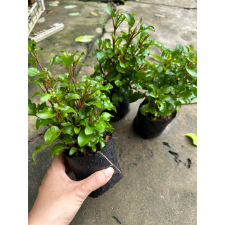 combo 2 bầu cây xà lách xoong nhật