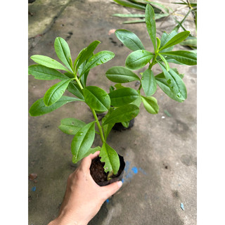 Cây sâm đất ( thổ sâm )