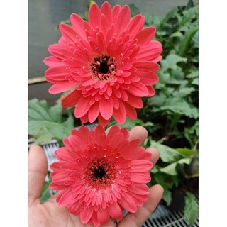 Cúc đ.ồng t.iền hồng 56