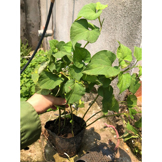 BẦU CÂY GIỐNG RAU DIẾP CÁ