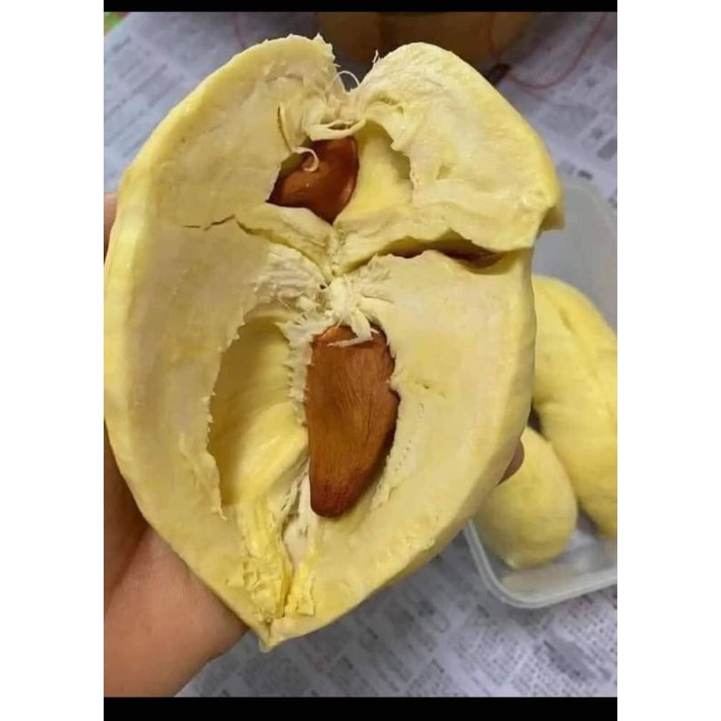 [kg]Cơm sầu riêng thái.( chín cây)