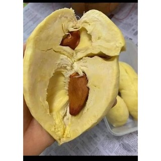 [kg]Cơm sầu riêng thái.( chín cây)