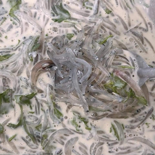 CÁ CƠM MỜM SỮA - Khay 500g net 9 (giao tphcm)