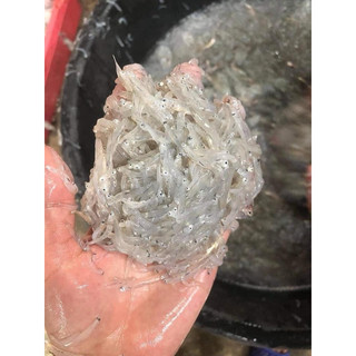 CÁ CƠM MỜM SỮA - Khay 500g net 9 (giao tphcm)