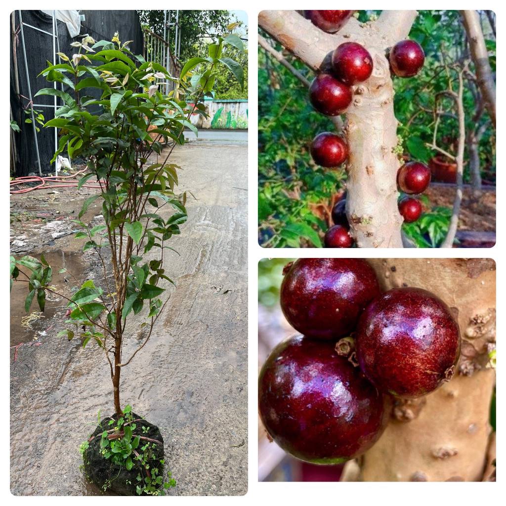 Cây nho thân gỗ 12 vụ 4 năm tuổi