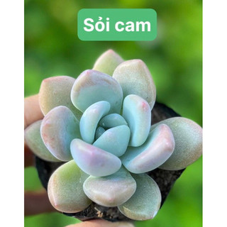 Sen đá sỏi size vi đã thuần nắng mưa