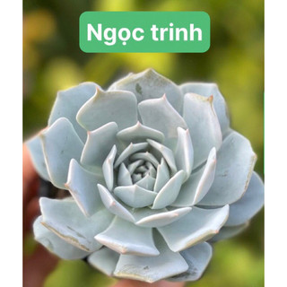 Sen đá Ngọc Trinh vỉ đã thuần nắng mưa