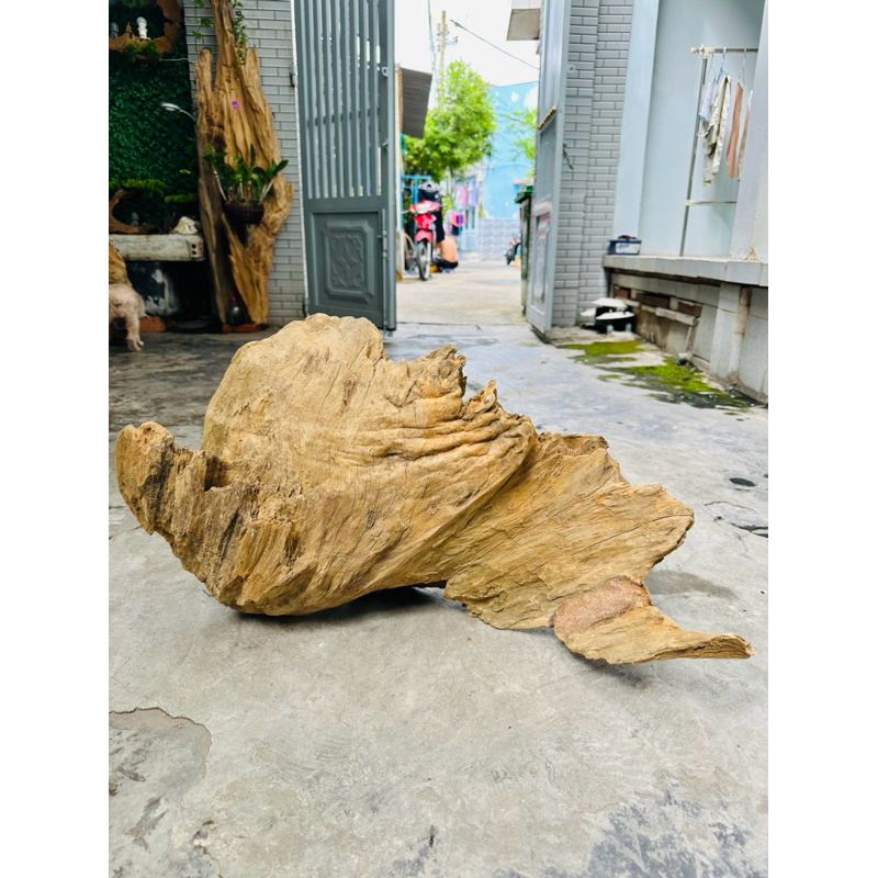 Lũa gỗ decor tiểu cảnh - ( Ship hoả tốc TPHCM)