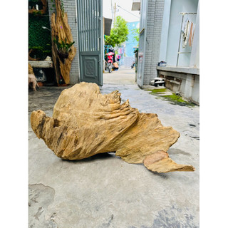 Lũa gỗ decor tiểu cảnh - ( Ship hoả tốc TPHCM)