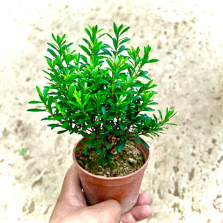 Cây hoàng dương mini (Ảnh thật)