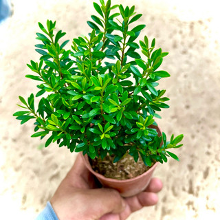 Cây hoàng dương mini (Ảnh thật)