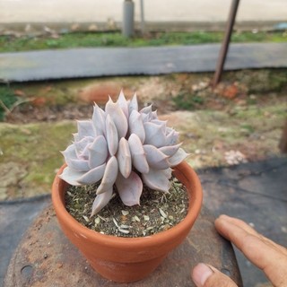 Sen đá cổ thụ đĩa hồng Đà Lạt