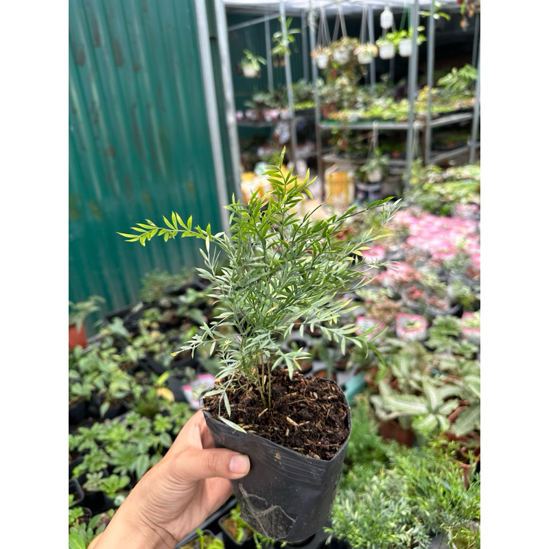 Cây Trúc Nhật Mini setup terrarium,bán cạn, DIY GreenNatural