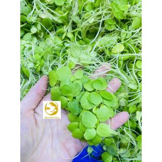 Túi 10 ngọn Bèo Nhật thả bể cá mini bể cá thủy sinh