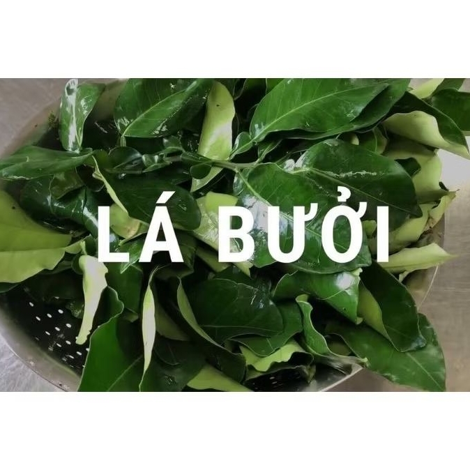 CÀNH LÁ BƯỞI CÓ GAI TƯƠI XANH / KHÔ: ĐỂ XÔNG TẮM LÀM ĐẸP - TẨY UẾ