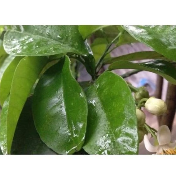 CÀNH LÁ BƯỞI CÓ GAI TƯƠI XANH / KHÔ: ĐỂ XÔNG TẮM LÀM ĐẸP - TẨY UẾ