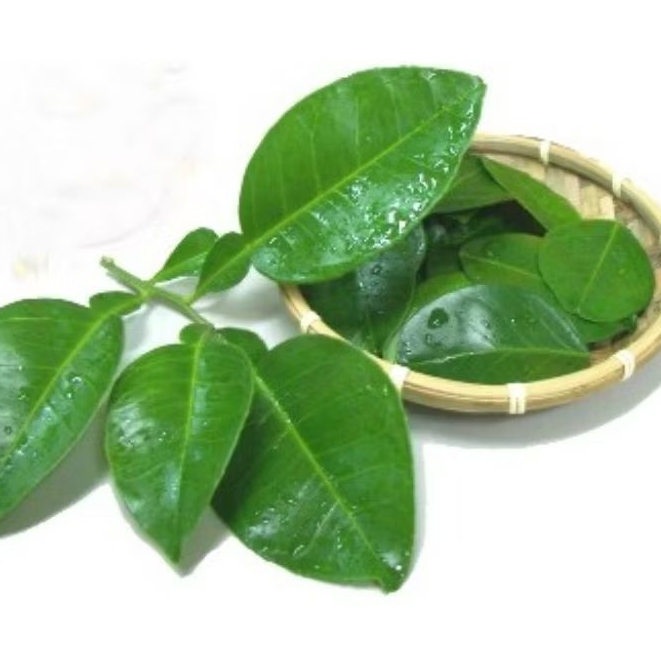 CÀNH LÁ BƯỞI CÓ GAI TƯƠI XANH / KHÔ: ĐỂ XÔNG TẮM LÀM ĐẸP - TẨY UẾ