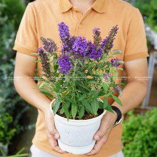 Cây Trầm Hương Tím Butterfly Bush - Jun Garden - GH
