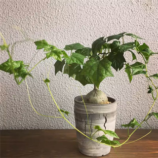Củ sưu tầm