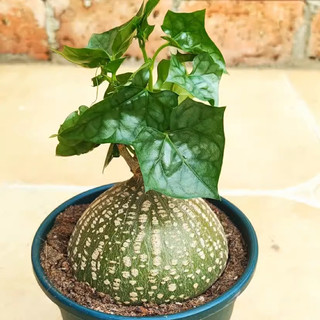 Củ sưu tầm