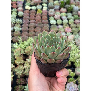Sen Đá Vuốt Đỏ Size Bầu 5cm Hư 1 Đổi 1
