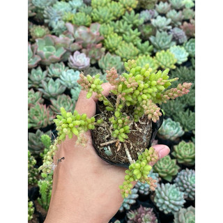 Sen đá sedum lông size bầu 5cm hư 1 đổi 1
