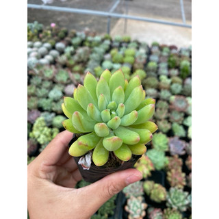 Sen đá thược dược size bầu 5cm hư 1 đổi 1