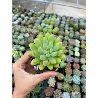 Sen Đá Thược Dược Size Bầu 5cm cây cảnh trang trí SENDABL