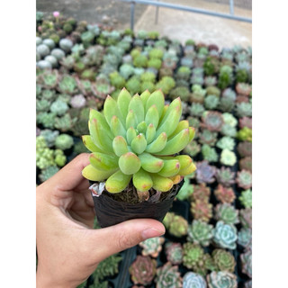 Sen Đá Thược Dược Size Bầu 5cm cây cảnh trang trí SENDABL