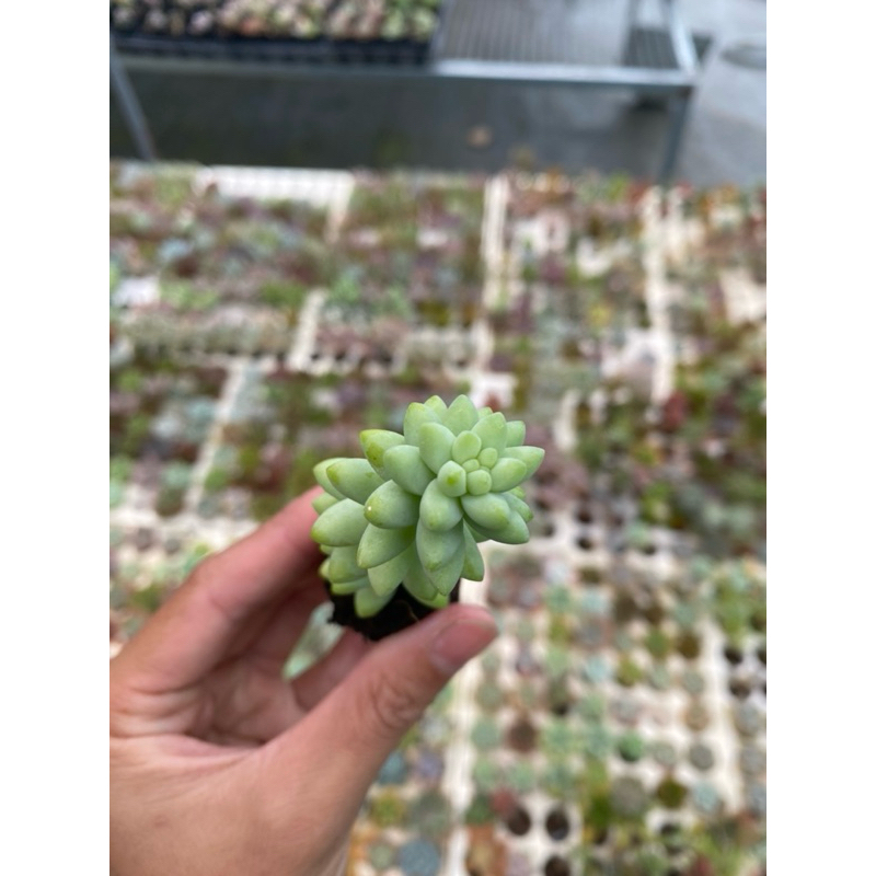 [Size Vĩ] Sen Đá Chuỗi Ngọc 3cm Hư 1 Đổi 1