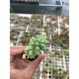 [Size Vĩ] Sen Đá Chuỗi Ngọc 3cm Hư 1 Đổi 1