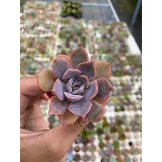 Sen đá liên đài tím size vĩ 2-3cm hư 1 đổi 1