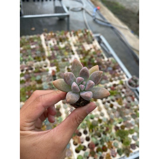 Sen đá phale tím cành size vĩ 3cm hư 1 đổi 1