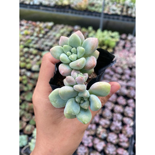 Sen đá sỏi mini cute size bầu 5cm hư 1 đổi 1