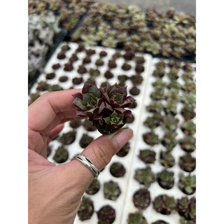 Sen đá Bông Hồng Đỏ