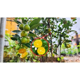 Chậu cây tắc ( cây quất). không hạt