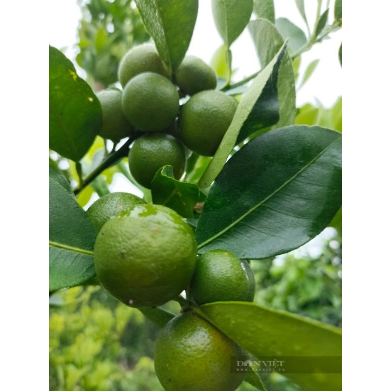 Chậu cây tắc ( cây quất)