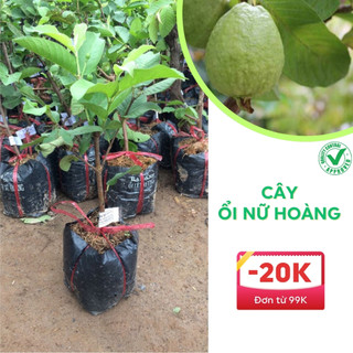 Cây giống ổi nữ hoàng chuẩn cây giống f1 trồng được trong chậu
