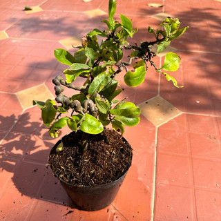 Cây mai tự xoắn tự nhiên - bonsai dáng đẹp