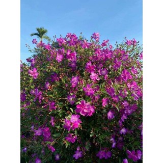 Cây giống hoa mua thái siêu hoa